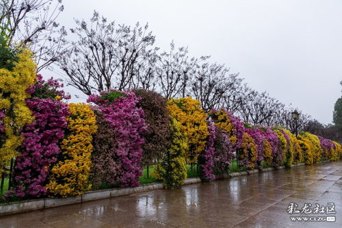 雨后的大观公园美景 A 