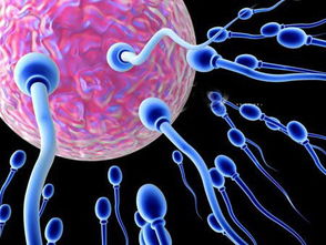 排卵期前禁欲能提高精子的质量