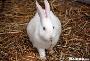 兔饲料常用的有哪些 兔饲料配方详解