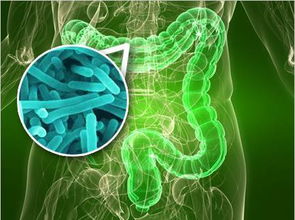 Nature解答四十年前疑问 是什么让肠道微生物发挥作用