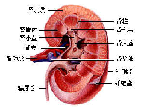 紫癜肾 