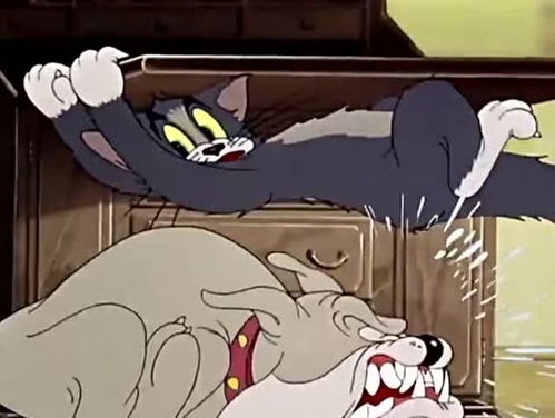 猫和老鼠 杰瑞在一旁嘲笑汤姆被狗咬,下一秒自己就被狗追赶 