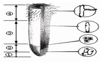 植物根尖结构图简笔画 搜狗图片搜索