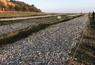 长江最后的渔民 禁渔10年 28万渔民如何弃水上岸