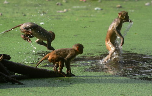 热浪席卷印度多地 猴子泡水消暑疯狂找水喝