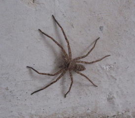 家里经常贴在房间天花板上 墙的高端的蜘蛛,很少看见它动的,腿很长的,整体约1分米所以看起来挺大挺吓人 