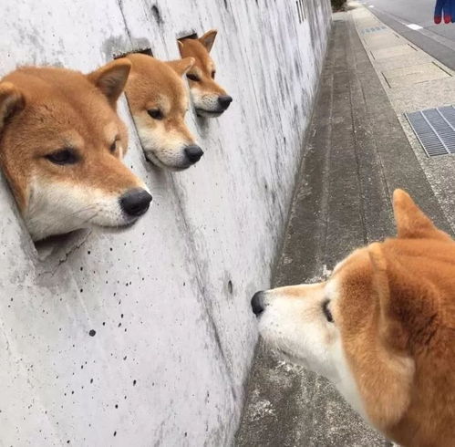 为啥别人的柴犬是圆脸,我的柴犬猴子脸