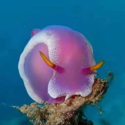 海兔的海洋生物，被称为海兔的海洋生物是什么