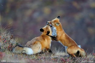 狐狸是不是国家保护动物 
