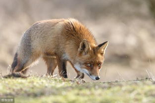狐 貉的繁殖期和泌乳期养管理要点