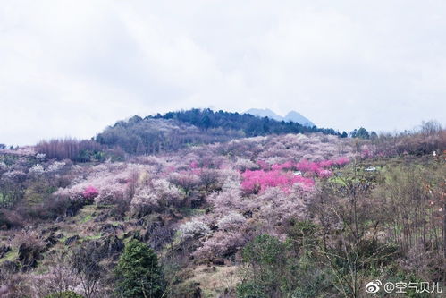 春色满四川 这波春光请收好