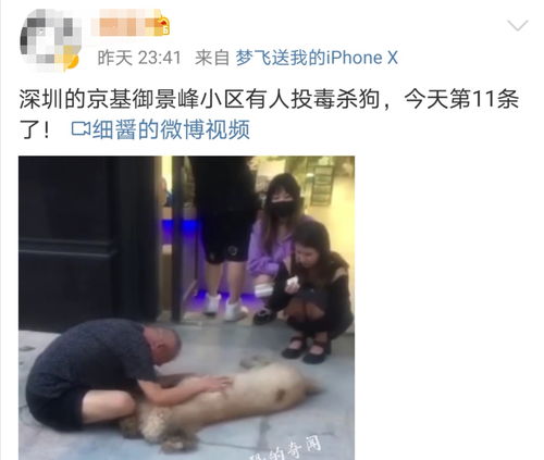 深圳一小区有人投毒杀狗,已有11只宠物狗死亡,狗主人坐地痛哭