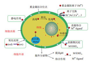 细菌对重金属的吸附过程是什么？