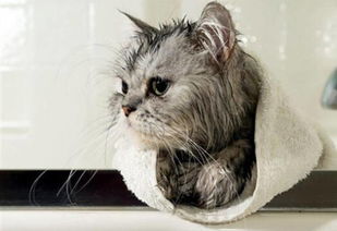 宠物猫多少天洗一次澡,新手怎么帮猫咪洗澡