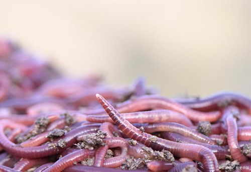常见的蚯蚓,不只是鱼饵和能增加土壤肥力,它的价值超乎你的想象