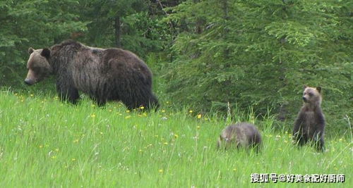 狼重返黄石与灰熊争夺霸主,谁会是胜利者