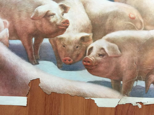 文革时期宣传画 养猪能手 