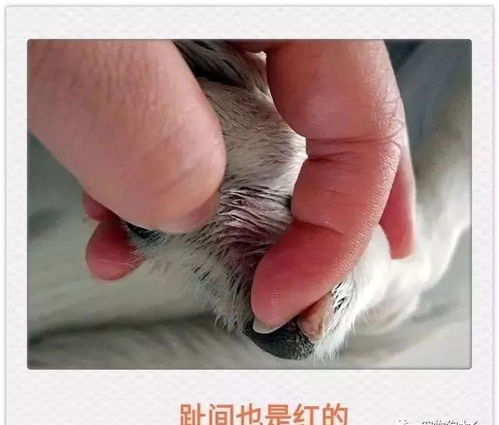 宠物狗趾间炎的治疗和防护 