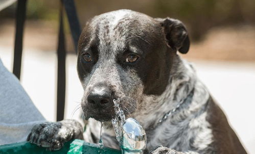 关于狗狗喝水的问题,也需要我们多去注意,这几点很重要