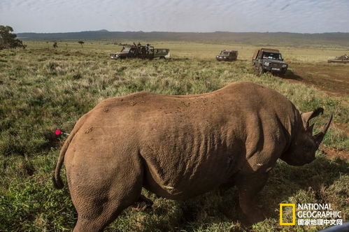 绝迹25年后黑犀牛重返肯尼亚家园 
