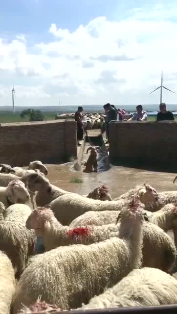 羊是怎样药浴的 