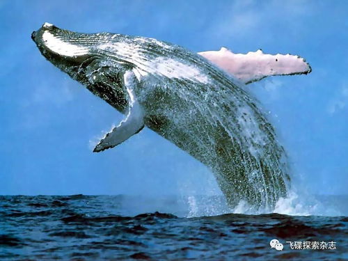 鲸为什么能长这么大 