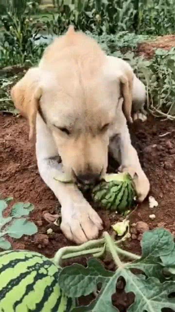 狗子下地吃西瓜,还知道瓜皮不能吃,真是聪明 