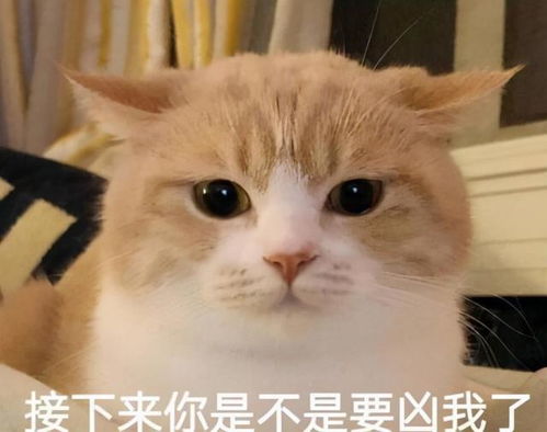 猫咪被主人打,为什么不还手 真相让大部分宠主落泪了