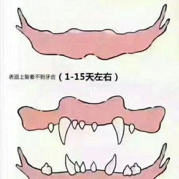 教你看牙齿分辨狗狗年龄