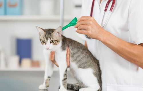 兽医 用这几种方法养猫,既安全又省钱