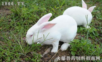 家兔图片 家兔吃什么 家兔饲料配方 家兔的品种 