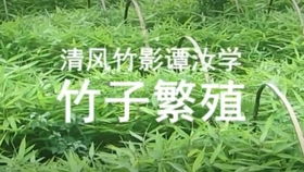 毛竹种子（毛竹种子：生长秘密与可持续利用探索）