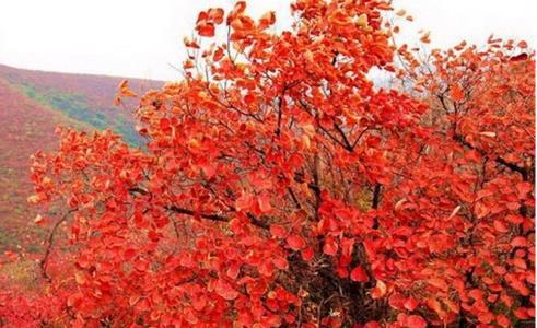 日本山红叶和鸡爪槭的区别,山红叶是红枫吗？