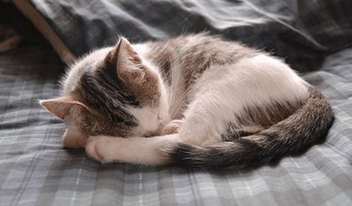 猫咪说梦话的5个理由,不只是跟做梦有关,也可能是 鬼压床 了