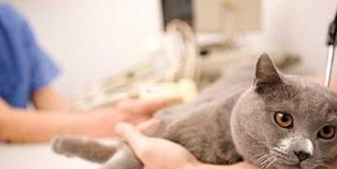 猫的口炎治疗花多少钱,猫咪生了口炎能治愈吗