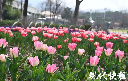 春日限定浪漫郁金香,今年到底有多火