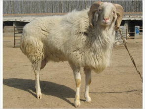 在青海养什么羊好,什么羊生长周期短 