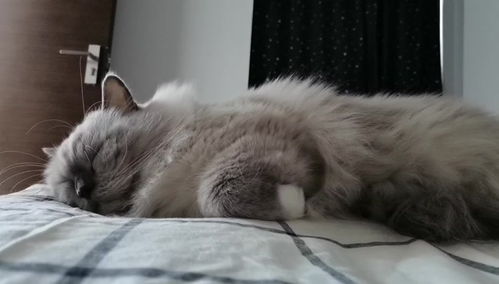 每天都被我的猫催眠,无法起床,只想睡眠 