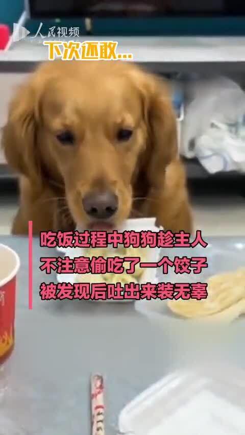 假装什么都没发生 狗狗偷吃饺子被发现后又吐出来 