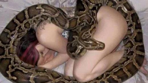 国外女子与蟒蛇同吃住,蟒蛇却想吞掉女子