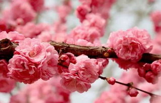 樱花的花期一般有几天,樱花的花期有多少时间？
