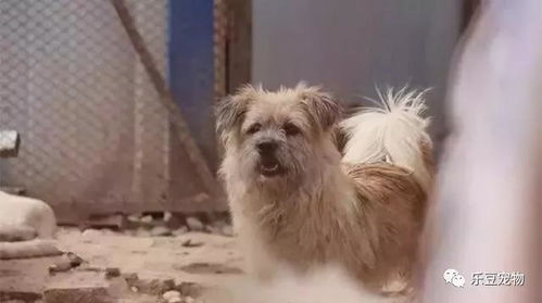 2500只流浪狗在他的手中被救,每年五十万建起四千平的家