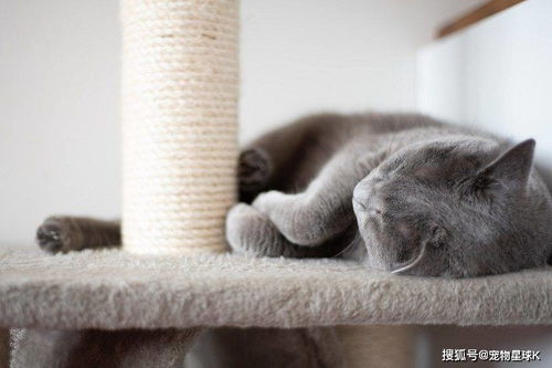 阻止猫抓挠你的沙发 只需要5个步骤