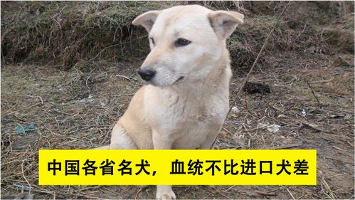 这6种中国 本土狗 ,丝毫不比外国 纯种狗 差 