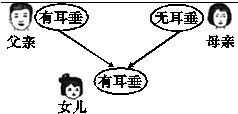 人有耳垂这种性状是由有耳垂基因决定的.无耳垂这种性状是由无耳垂基因决定的.决定有耳垂的基因 A 是显性基因.决定无耳垂的基因 a 是隐性基因. 1 人耳垂的有无是一对 