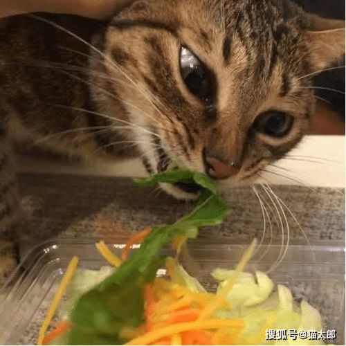 猫咪真的需要吃蔬菜 水果吗 最正确的吃法是这样的