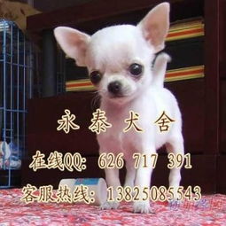 广州哪里有卖吉娃娃 广州哪里有卖狗 广州哪里有卖袖珍狗 