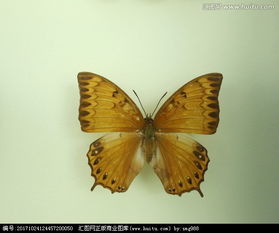 亚洲蝴蝶黄翅斑蝶标本 图讯阅读基地 百奇图讯 Bqatj Com
