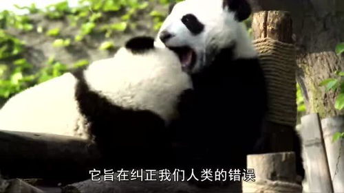 拯救大熊猫 熊猫的寿命并不长,可它却能存活数百万年,真是奇迹 