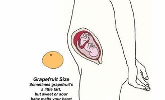 胎儿每个月有多大 看看水果的标准图你就知道了